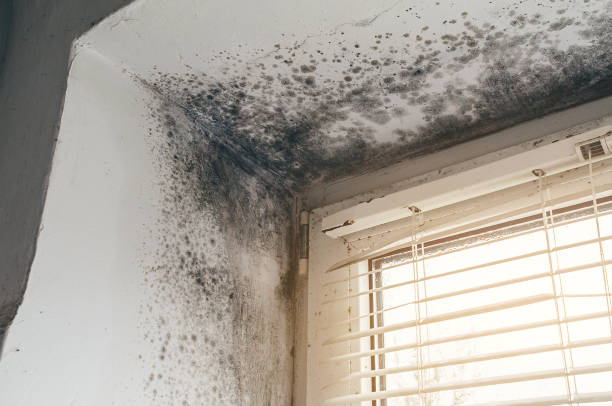 Affordable Mold Cleanup solutions in Yacolt, WA